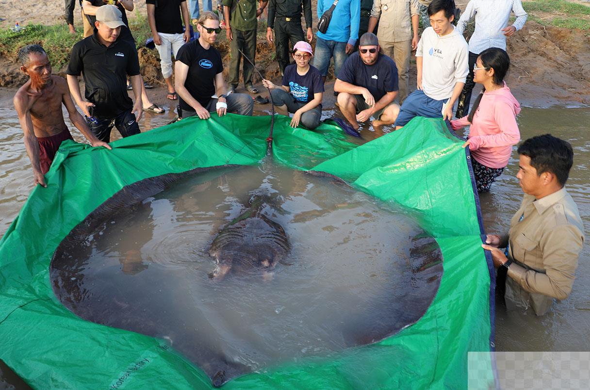 世界最大淡水鱼让人关注脆弱生态